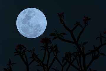 Full moon on sky with tree branch silhouette in the dark night.