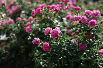 The texture of the bush is pink roses or wild rose, vegetable background