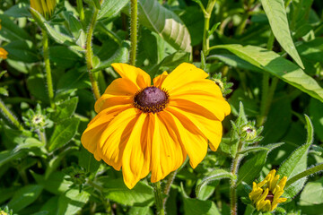 Asteraceae Gazania. Gazoo Clear Orange.Big Kiss Yellow Flame.
