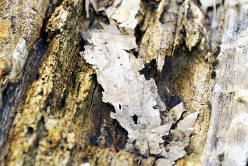 Damage wood by termite