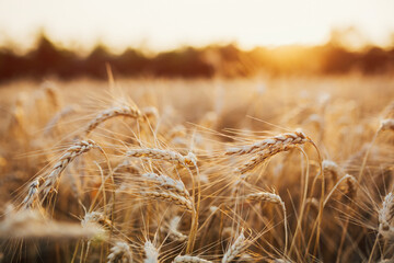 Close up of ears of golden ripe wheat on nature in a summer field. Rural landscapes in shining...