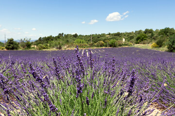Fototapeta premium Lavender bushes on a plantation in Provence under a blue summer sky. France