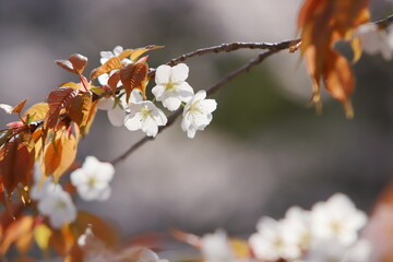 清楚な山桜