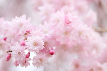 満開の八重紅枝垂れ桜のクローズアップ撮影