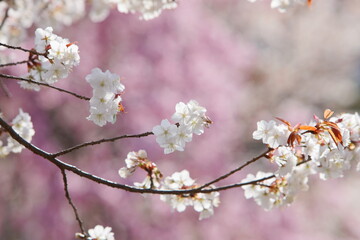 清楚な山桜　