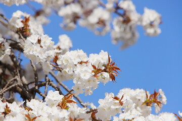 青空に映える清楚な山桜
