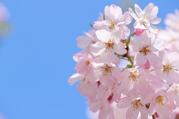 青空に映える満開の思川桜