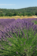 Fototapeta na wymiar Hillock lavender bushes green young stems, cheerful, gently purple clusters of flowers stretch towards Provencal sun in summer, Vaucluse, France (vertical photo)