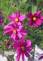 Patch of pink Garden Cosmos, Mendocino California USA
