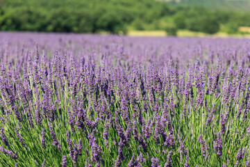 Endless fields of young French lavender pale purple clusters of flowers, delicate lime green leaves stems. Vaucluse, Provence, France