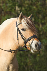 Portrait of a fjord horse with a bridle