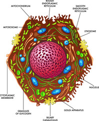 Medical illustration of liver cell structure.
