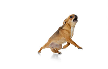 Obraz premium One little dog, golden color chihuahua posing isolated on white studio background. Concept of animal life, breeds, vet and care