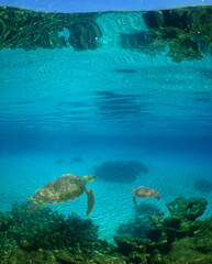 turtles in the turquoise waters in the caribbean sea