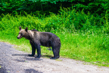 Brown bear on side of Transfagarasan Highway. Wild bears come to famous tourist high road in anticipation of food from tourists. Romania