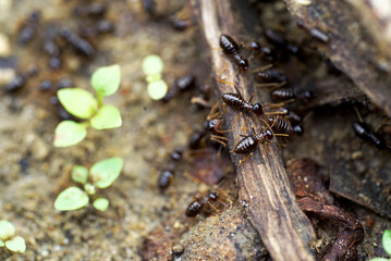 migrating termites