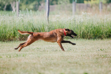 The Belgian Shepherd dog, The Malinois on nature