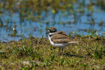 little ringed plover in natural habitat (Charadrius dubius)