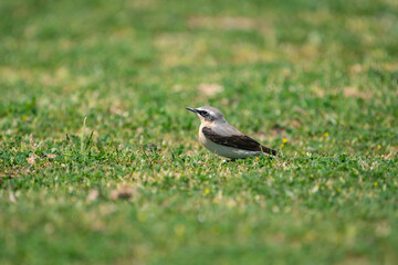 Northern Wheatear (Oenanthe) in its natural habitat