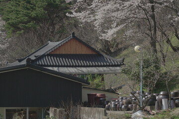 korean house  with blossoms