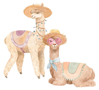 Two cute and funny alpaca (llama) wearing hats, sunglasses, clothes. Hand painted watercolor illustration.