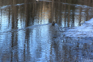 duck floating in water - Eiksmarka, Bogstadvannet