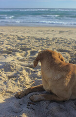 perros mascota descansando en la arena de la playa