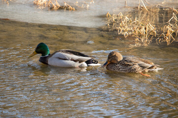 A pair of mallard ducks swimming in the river.