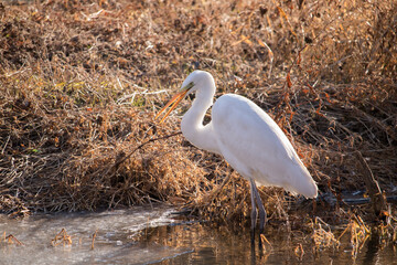 Wild Great Egret looking for food in a clear and cold water.