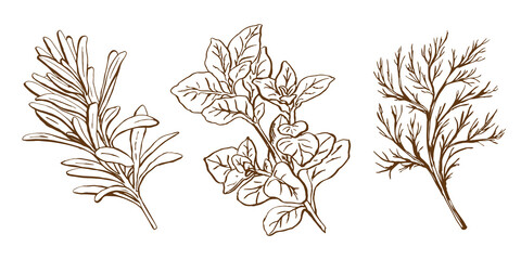 Basil, dill and rosemary herbs and spices hand drawn vector illustration. Set sketch style. Vintage illustrations. aromatic plants. Hand drawn food. Spices and herbs black and white design