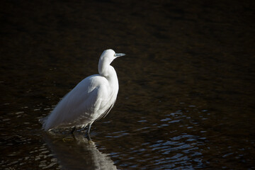 Wild little egret standing still in the rippling water.