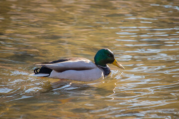 A male mallard duck swimming in the river.