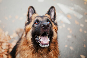 German shepherd dog in autumn park.