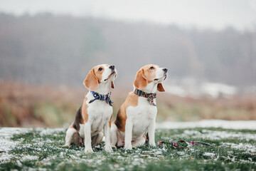 Beagle dog portrait on nature background