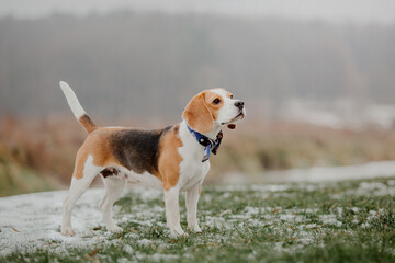 Beagle dog portrait on nature background