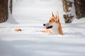 Corgi dog in winter snowing park