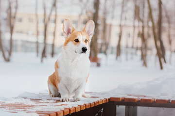 Corgi dog in winter snowing park