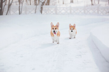 Corgi dog in winter snowing park