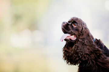 American cocker spaniel dog playing