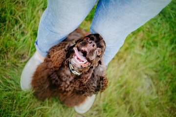 American cocker spaniel dog playing