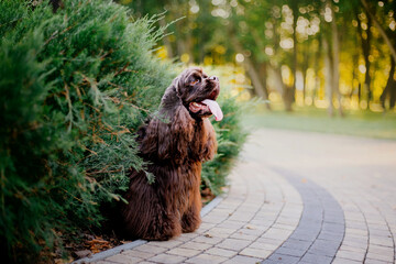American cocker spaniel dog playing