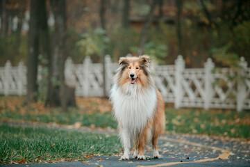 The Rough Collie dog in autumn