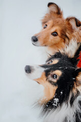 Two Shetland Sheepdogs in the Winter Park