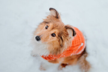 Shetland Sheepdog running in winter. Snowing days. Active dog