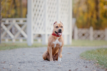 American staffordshire terrier dog playing on autumn walk