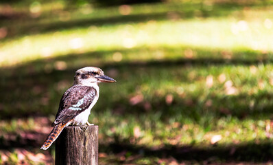 A Kookaburra, a common native Australian bird, perched on a wooden pole sign on a beautiful sunny day.