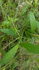 water drops on a grass