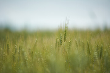 wheat field in summer, with one piece of wheat in focus the others blurred