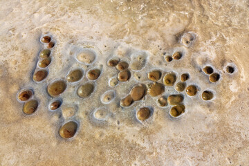 cluster of holes in sandstone beach rock
