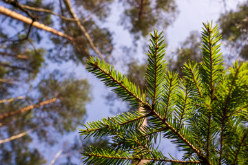 a Christmas tree branch through which the crowns of trees and the sky are visible